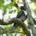 Black Baza